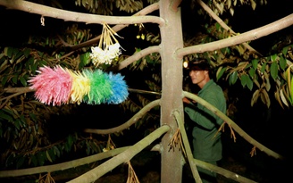 Chuyện đêm ở vườn cây 'tỉ đô': Vì sao chọn giờ đặc biệt để thụ phấn sầu riêng?