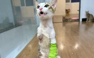 Chú mèo cụt 2 chân trước vẫn sống tốt, được chủ cưu mang, chăm sóc đặc biệt 