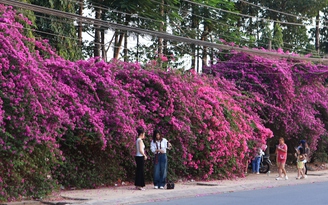 Bụi hoa giấy dài gần 100 m ở TP.HCM rực rỡ như thác hoa khổng lồ