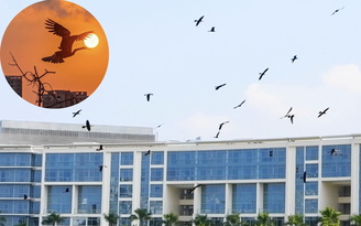 Khoảnh khắc bầy chim quý trong Sách đỏ vỗ cánh chao lượn ở 'khu nhà giàu' TP.HCM