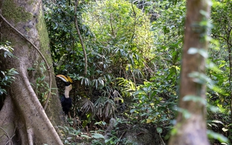 Gần 170 cá thể động vật quý hiếm được thả về rừng Phong Nha - Kẻ Bàng