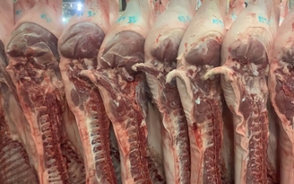 Giá heo hơi hôm nay 20.4.2026: Cao hơn Trung Quốc 30.000 đồng/kg