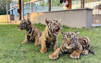 3 hổ Bengal con hơn 1 tháng tuổi gây chú ý với vẻ ngoài đáng yêu
