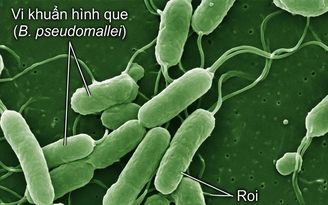 Bệnh 'sốt đất' lan rộng ở Thái Lan thực chất là gì mà nguy hiểm đến vậy?