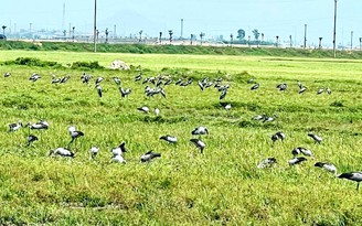 Loài chim quý hiếm trong Sách đỏ Việt Nam xuất hiện ngoài đồng, người dân tò mò