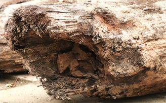 Xác định niên đại 3 cọc gỗ phát hiện dưới sông Vân