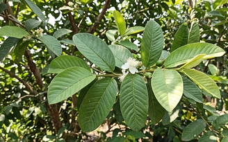 Ngày nào cũng uống nước lá ổi có tốt không?