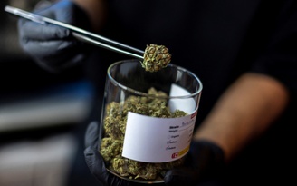 Sri Lanka bắt 22 nhà sư vận chuyển 110 kg cần sa trong hành lý