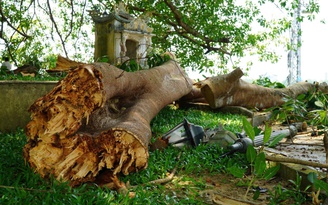 Nhánh cây đa di sản trăm tuổi gãy đổ, hàng chục người bên dưới hoảng hốt