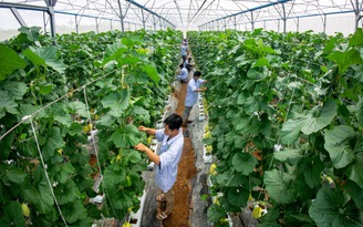 Vĩnh Long định hình phát triển nông nghiệp xanh và năng lượng mới