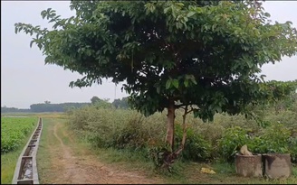 Người đàn ông bị sét đánh tử vong khi đang chở lúa ngoài đồng