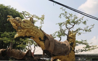 Cây cảnh giá tiền tỉ, dáng độc lạ hút khách tại festival ở TP.HCM