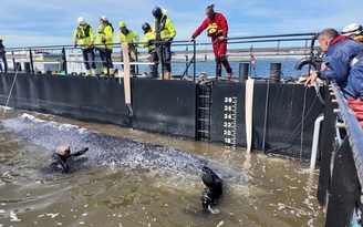 Giải cứu cá voi 12 tấn mắc cạn hơn một tháng tại Đức