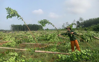 Mưa lớn ở Đồng Nai kèm lốc xoáy làm gãy đổ 2.800 trụ tiêu, sầu riêng