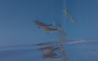 Hiện tượng hiếm gặp: Cá voi vờn sóng, phô diễn sống động ở Phú Quý