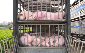 Chặn xe tải chở 100 con heo nhiễm dịch tả châu Phi tại trạm cân