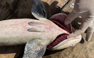 Cá bớp chết trắng lồng bè ở Lý Sơn, thiệt hại hơn 10 tỉ đồng