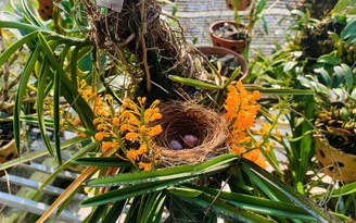 Đôi chim làm tổ trong khóm hoa lan nở rực, dân mạng xuýt xoa vì quá dễ thương