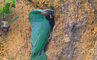 Cận cảnh chim trảu xanh mớm mồi cho con trong hang trên vách đất