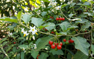 Cà gai leo có giúp trị khỏi viêm gan B?