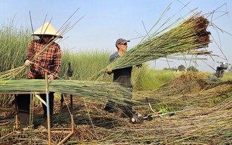 Loại cỏ chỉ ưa nước phèn, nước mặn: Đã có thời thương lái giành nhau mua