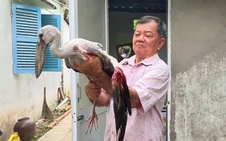 Vườn chim Hai Chìa kêu cứu: Lão nông 80 tuổi bất lực trước nạn săn bắn chim