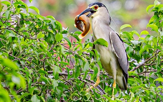 Vì sao nhiều loài chim hoang dã quy tụ về khu vực hồ Gươm?