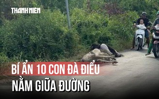 Người dân bất ngờ thấy chim đà điểu gục chết tại Tây Ninh