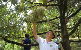 Thiếu phòng kiểm nghiệm, xuất khẩu sầu riêng lại đối mặt nguy cơ ách tắc