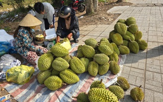 Sầu riêng rớt giá, nhà vườn mang ra lề đường bán lẻ