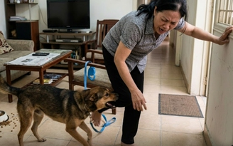 Chó dại lao vào nhà cắn người phụ nữ 6 vết sâu, Cà Mau xuất hiện ổ dịch mới
