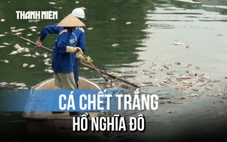 Hà Nội: Cá chết hàng loạt tại hồ điều hòa công viên Nghĩa Đô