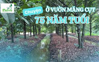 Cùng sống xanh số 153: Vườn măng cụt 75 tuổi và chuyện gầy dựng lại 'gia tài của tía'