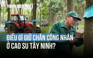 Giữa sức hút của khu công nghiệp, cao su Tây Ninh giữ chân công nhân thế nào?