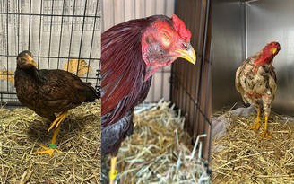 Mỹ triệt phá 2 trường gà lớn, bắt giữ hàng chục người