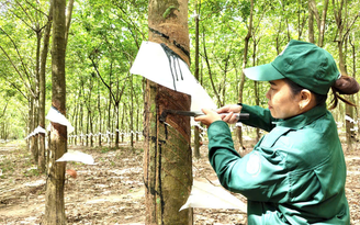 Người nữ công nhân biến trăn trở nơi lô cao su thành sáng kiến kỹ thuật