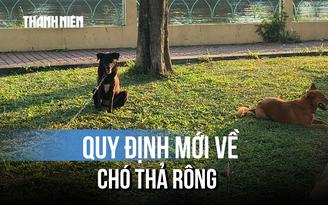 Quy định mới về chó thả rông khiến nhiều người gật gù: 'Chắc chắn là như vậy rồi...'