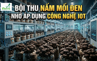 Cùng sống xanh số 154: Khi công chức dành ngày nghỉ cuối tuần phát triển nấm mối đen bằng công nghệ IoT