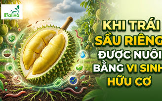 Cùng sống xanh số 151: Khẳng định chất lượng trái sầu riêng từ canh tác vi sinh