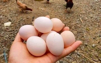 Giá trứng xuống đáy, người chăn nuôi điêu đứng