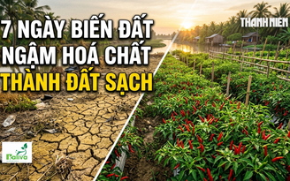 Cùng sống xanh số 156: Khi người yêu ớt biến đất ngậm hóa chất thành đất sạch chỉ trong 7 ngày