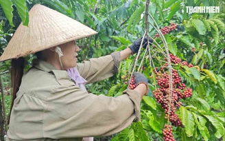 Nông sản xanh VN bắt đầu thu giá trị 'vàng'