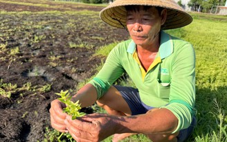 Rau màu chết bất thường ở Đồng Tháp: Nông dân chật vật chuẩn bị vụ mới
