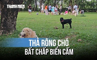 Chó thả rông tràn công viên Cảnh Đồi, người dân bất an