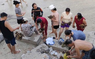 Xác minh vụ nhóm người bẻ san hô ở Nha Trang