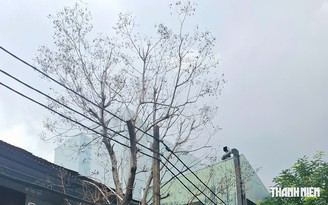 Cây chết khô