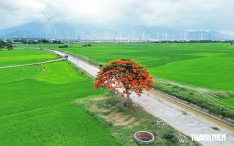 Vẻ đẹp cây phượng cô đơn rực đỏ giữa đồng lúa Khánh Hòa