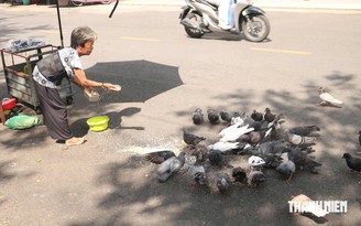 Hơn 10 năm gọi đàn bồ câu hoang là 'con', người phụ nữ thành 'mẹ' của đàn chim