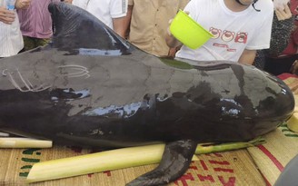 Cá heo nặng 300 kg bị thương, dạt vào bờ ở Quảng Ngãi