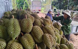 Người Hàn Quốc ngày càng mê sầu riêng Việt Nam, vì sao?